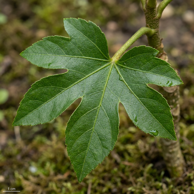 Camera Aralia