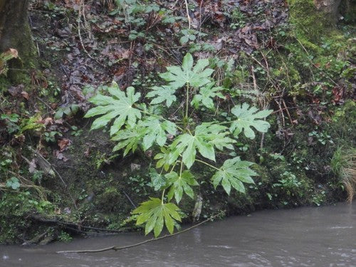 Camera Aralia — Bild 5
