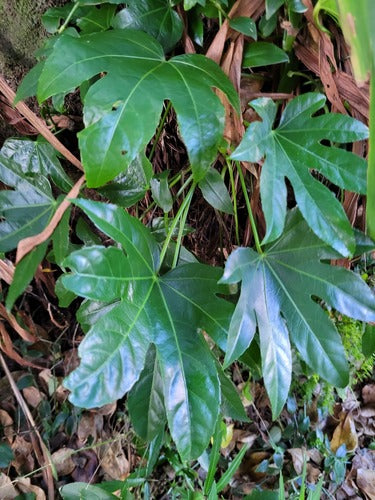 Camera Aralia — Bild 4