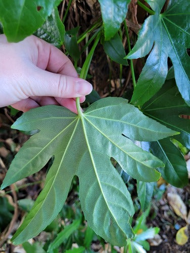 Camera Aralia — Bild 3