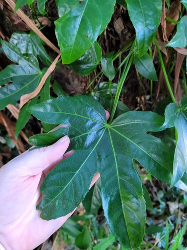 Camera Aralia — Bild 2