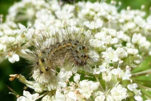 Orsetto alla cannella — Bild 4