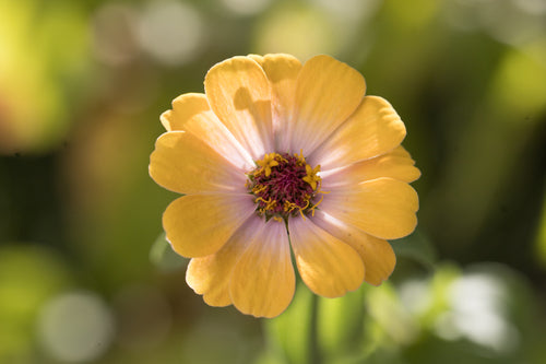 Zinnie — Bild 5