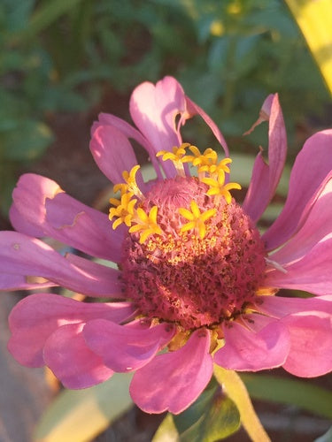Zinnien - Bild 4