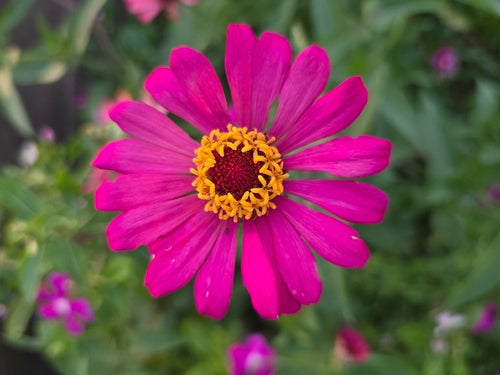 Zinnien - Bild 6