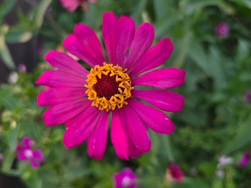 Zinnien - Bild 8