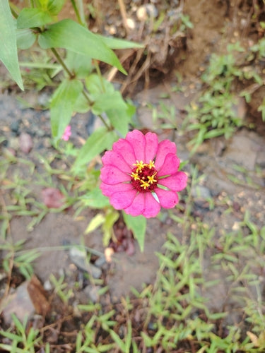 Zinnien - Bild 1