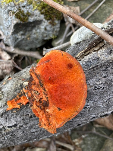 Trameti vermigli — Bild 2