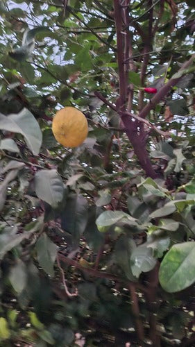 Limone di agrumi — Bild 1
