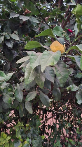 Limone di agrumi — Bild 3