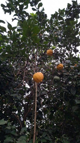 Limone di agrumi — Bild 2