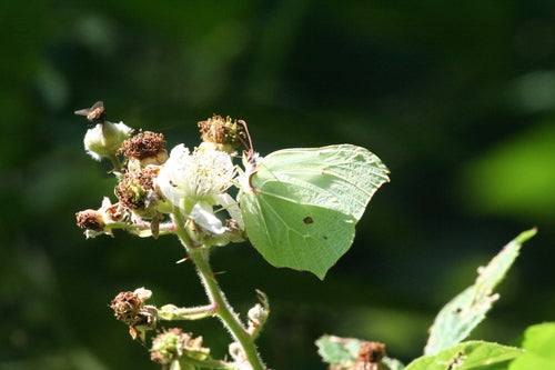Farfalla di zolfo — Bild 4