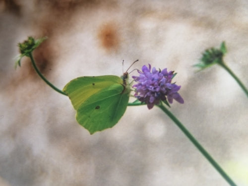 Farfalla di zolfo — Bild 5