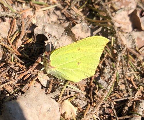 Farfalla di zolfo — Bild 2