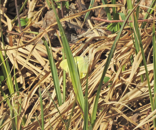 Farfalla di zolfo — Bild 3