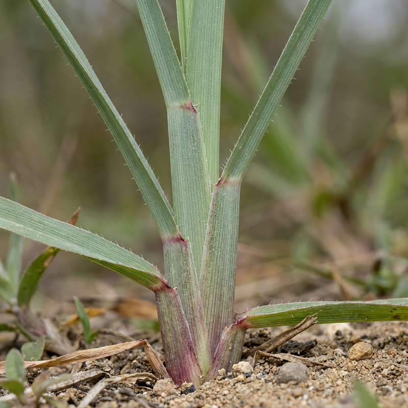 Citronella