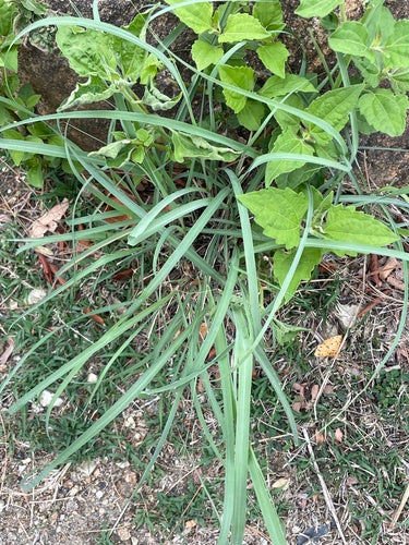 Citronella — Bild 2