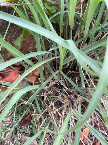 Citronella — Bild 4