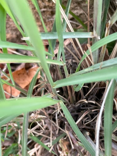 Citronella — Bild 1