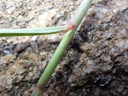 Citronella — Bild 3