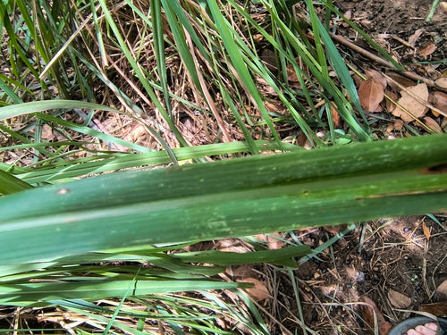 Citronella — Bild 5
