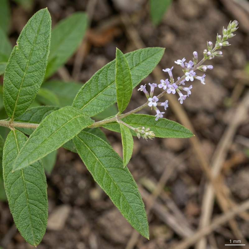 Verbena al limone