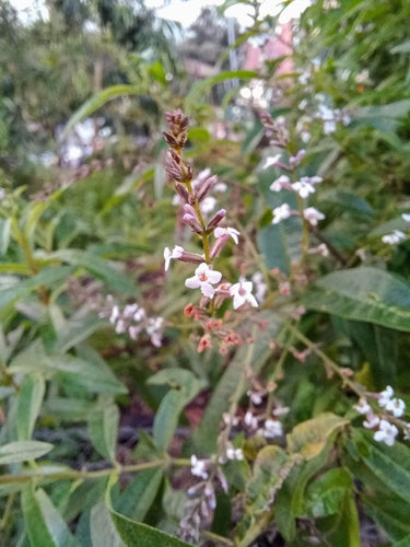 Verbena al limone — Bild 2