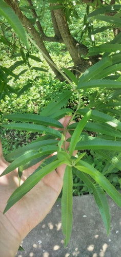 Verbena al limone — Bild 5