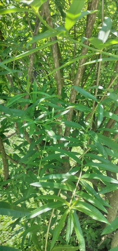 Verbena al limone — Bild 4