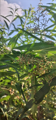 Verbena al limone — Bild 3
