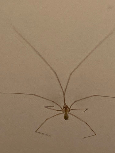 ragno tremante — Bild 5