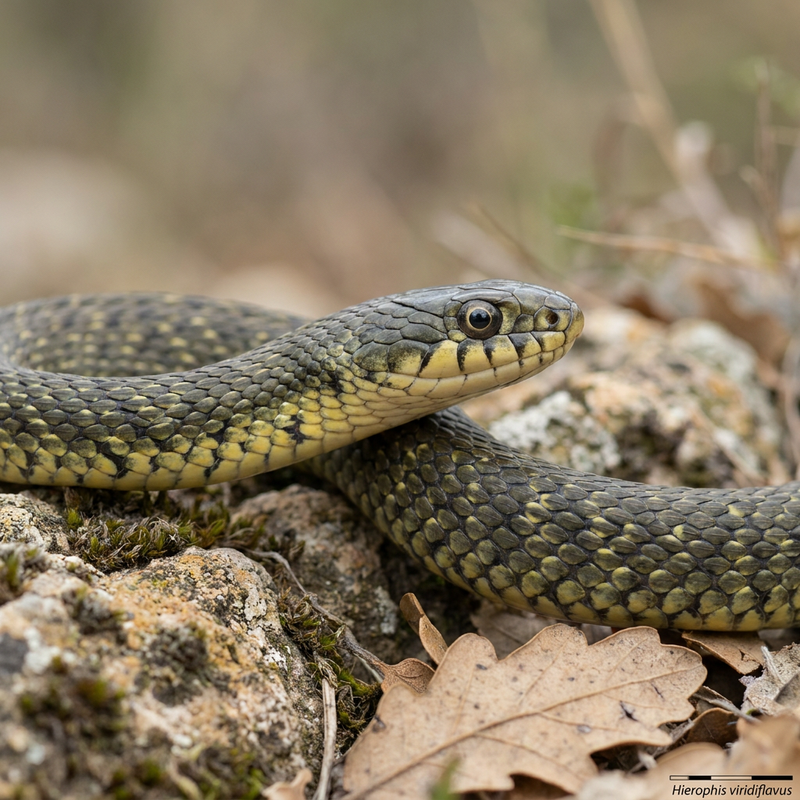 Serpente dell'Ira