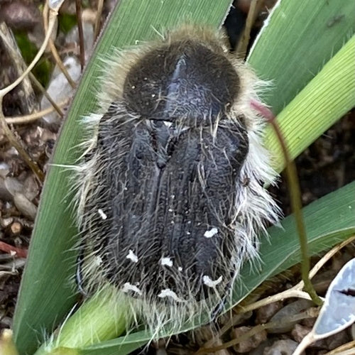 Scarabeo rosa irsuto — Bild 3
