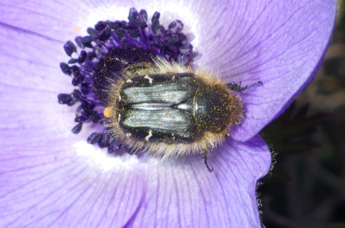 Scarabeo rosa irsuto — Bild 5