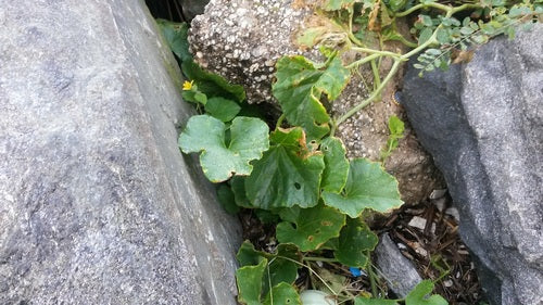Cantalupo — Bild 2