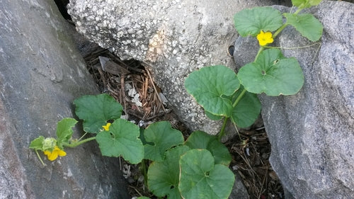 Cantalupo — Bild 3