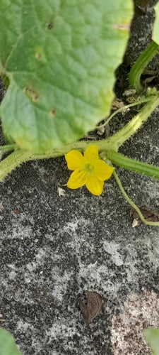 Cantalupo — Bild 5