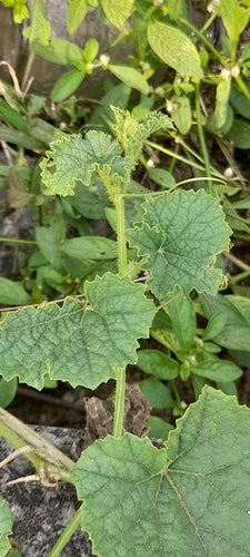 Cantalupo — Bild 4