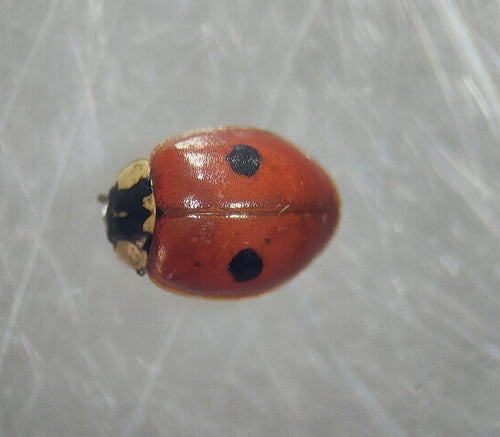 Coccinella di abete rosso a due macchie — Bild 5