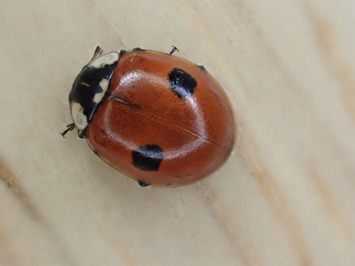 Coccinella di abete rosso a due macchie — foto 5 di 11