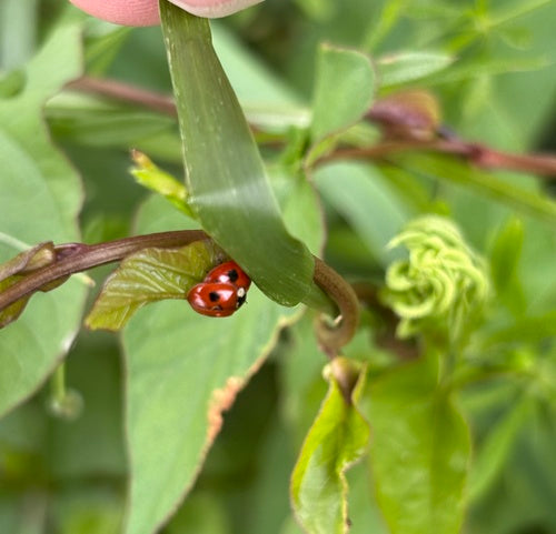 Coccinella di abete rosso a due macchie — Bild 4