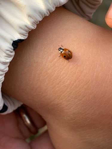 Coccinella di abete rosso a due macchie — Bild 3