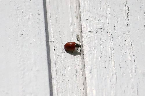 Coccinella di abete rosso a due macchie — foto 4 di 11