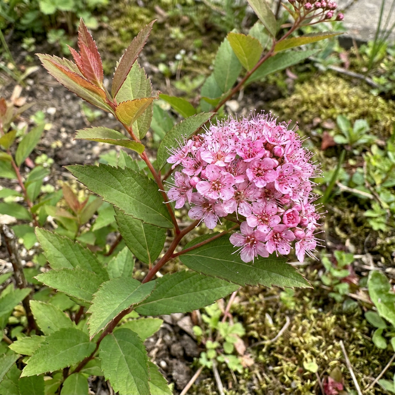 Spirea nana