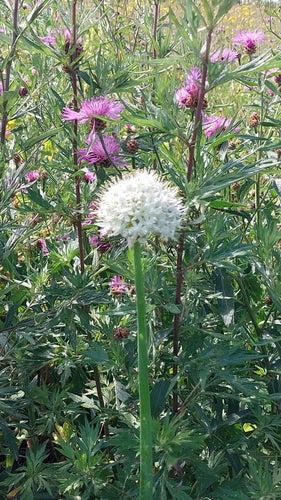 Cipolle — Bild 2