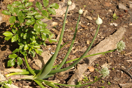 Cipolle — Bild 5