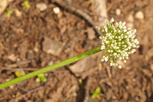 Cipolle — Bild 4