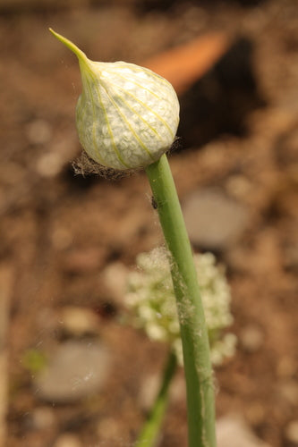Cipolle — Bild 3