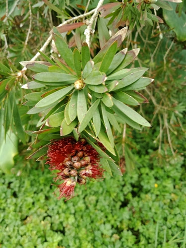 Pulitore per cilindri — Bild 1