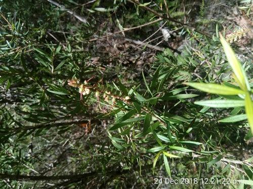 Pulitore per cilindri — Bild 5